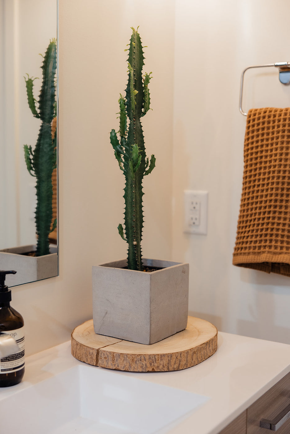 a cactus in a pot on a wood stand