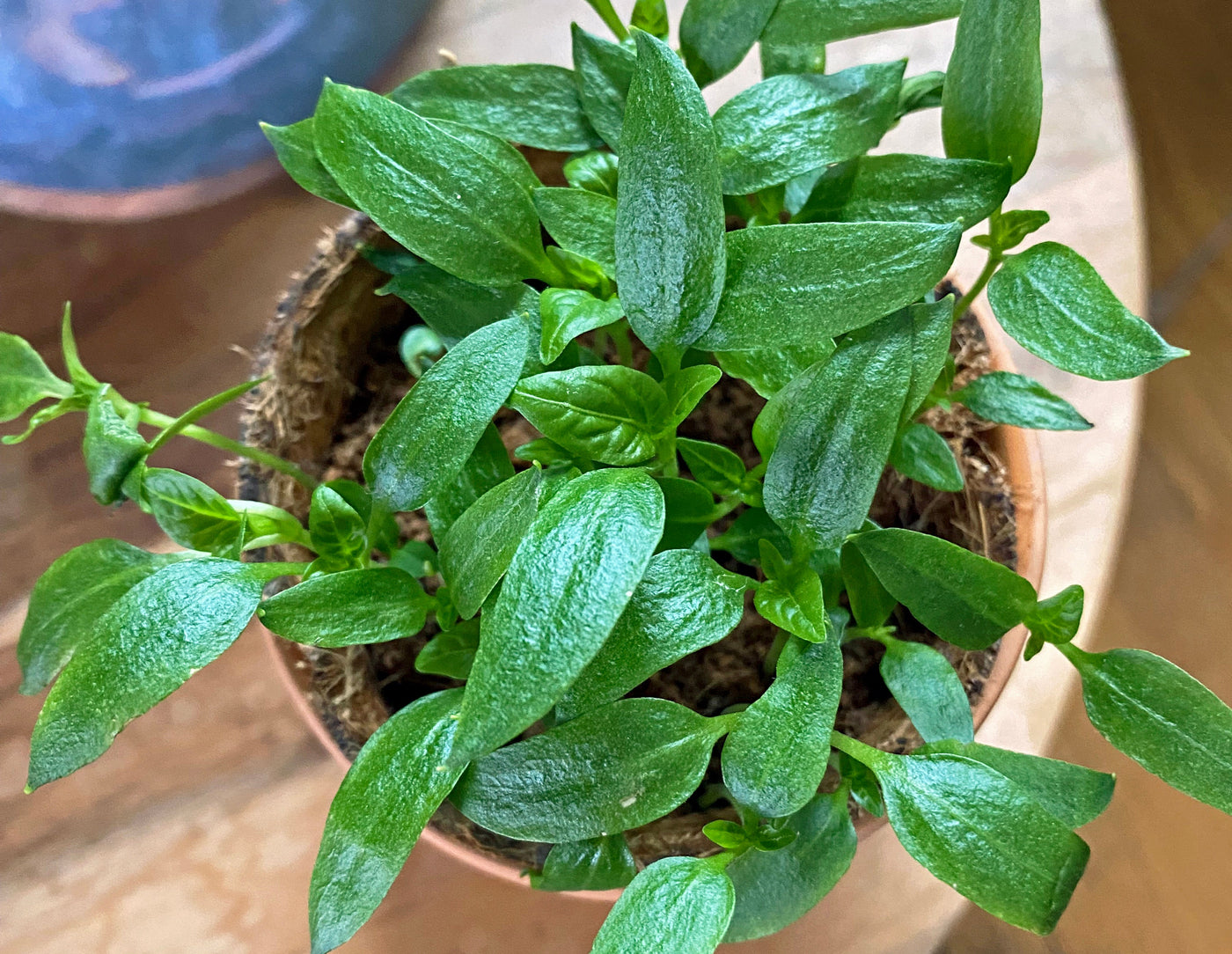 a potted plant with green leaves