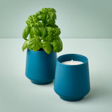 Rooted Candles
