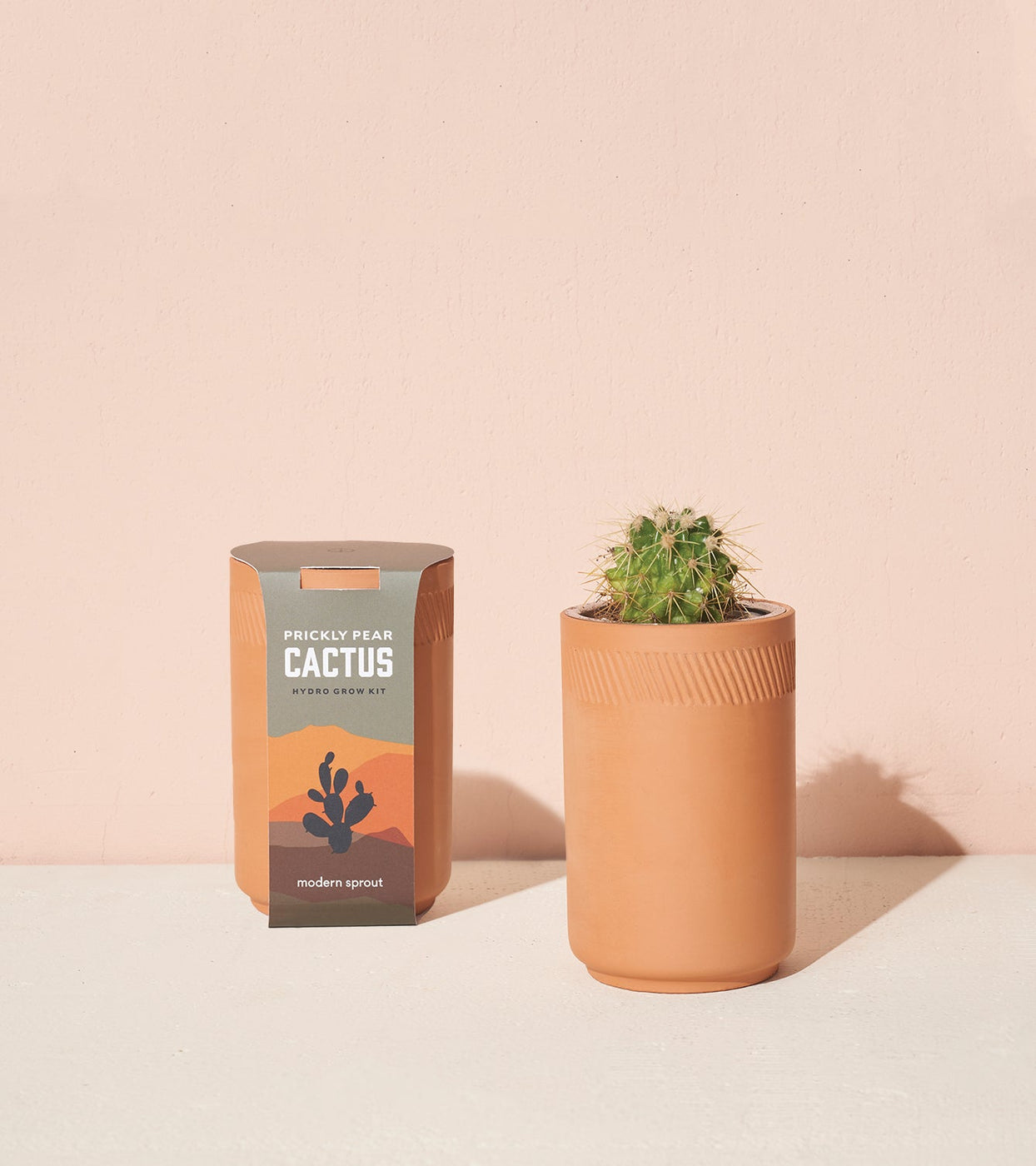 a cactus in a pot next to a box