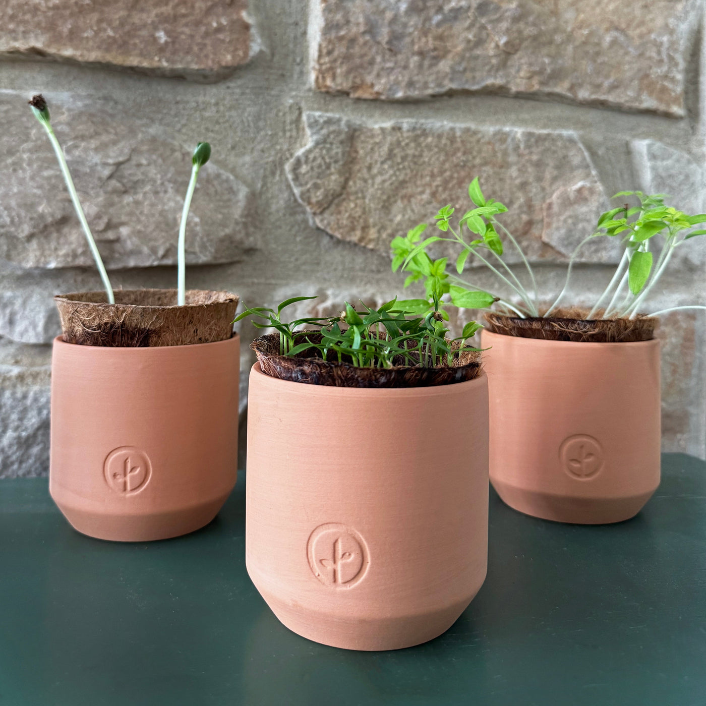 a group of plants in pots