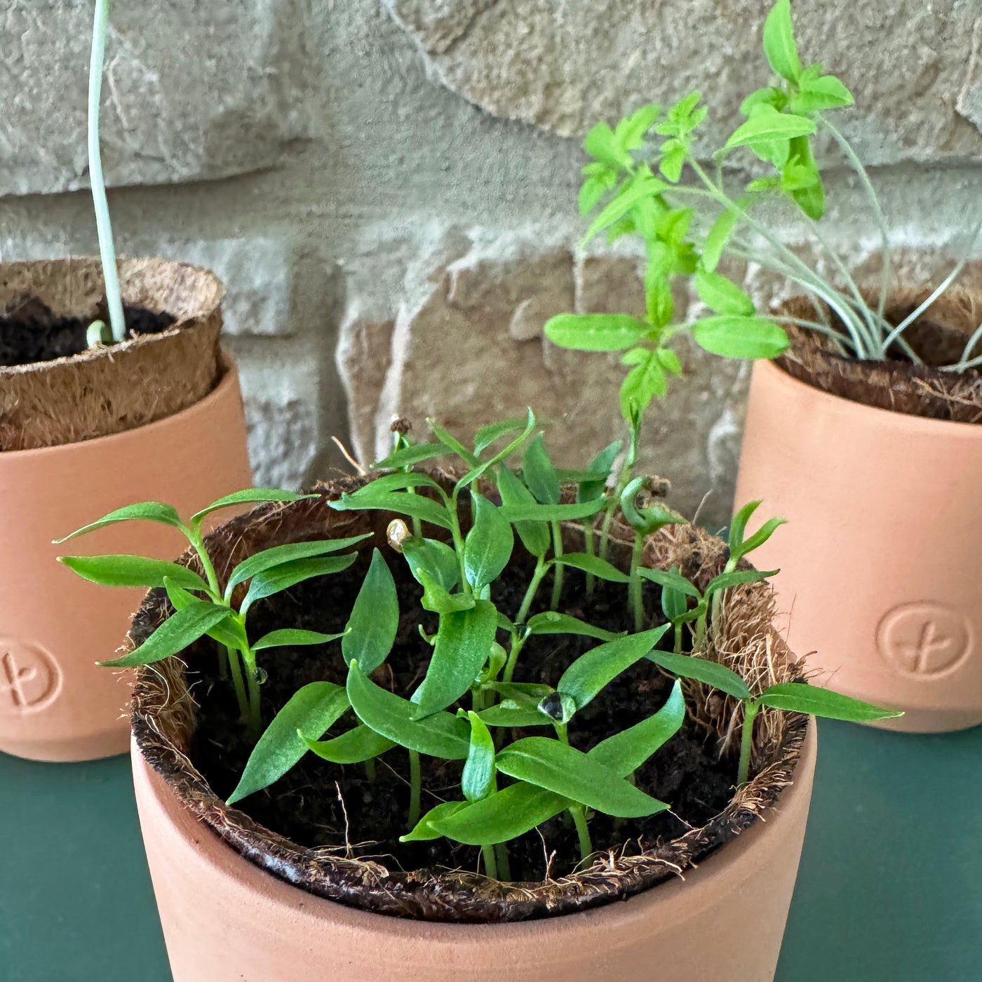 a group of plants in pots