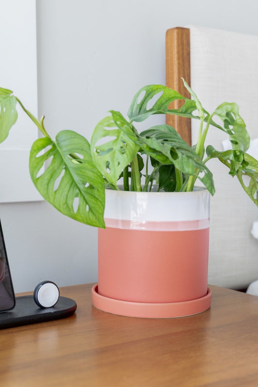 The Goody Addams Pot